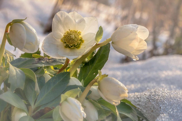 Nahaufnahme einer Christrose im Schnee