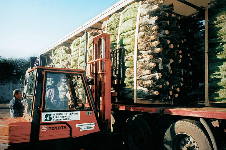 Gabelstapler lädt Weihnachtsbäume auf einen Lastwagen zur Lieferung