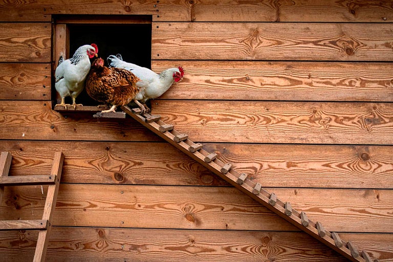 Hühnerstall aus Holz mit Leiter und Hühnern