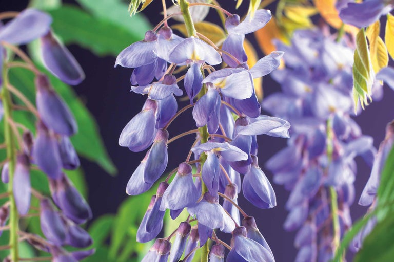 Nahaufnahme von blühenden Glyzinien