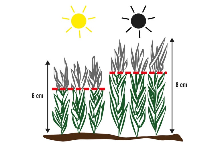 Links eine Illustration einer gelben Sonne, einer roten gestrichelte Linie auf Pflanzen und ein horizontaler Pfeil mit der Beschriftung 5 cm. Rechts die gleiche Illustration mit einer schwarzen Sonne und höheren Pflanzen der Beschriftung 8 cm.