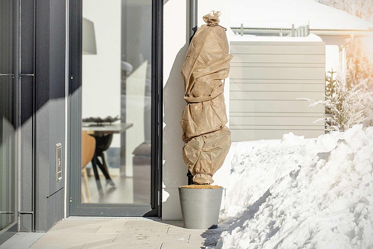 Pflanze im Topf mit Winterschutz vor Gebäude im Winter