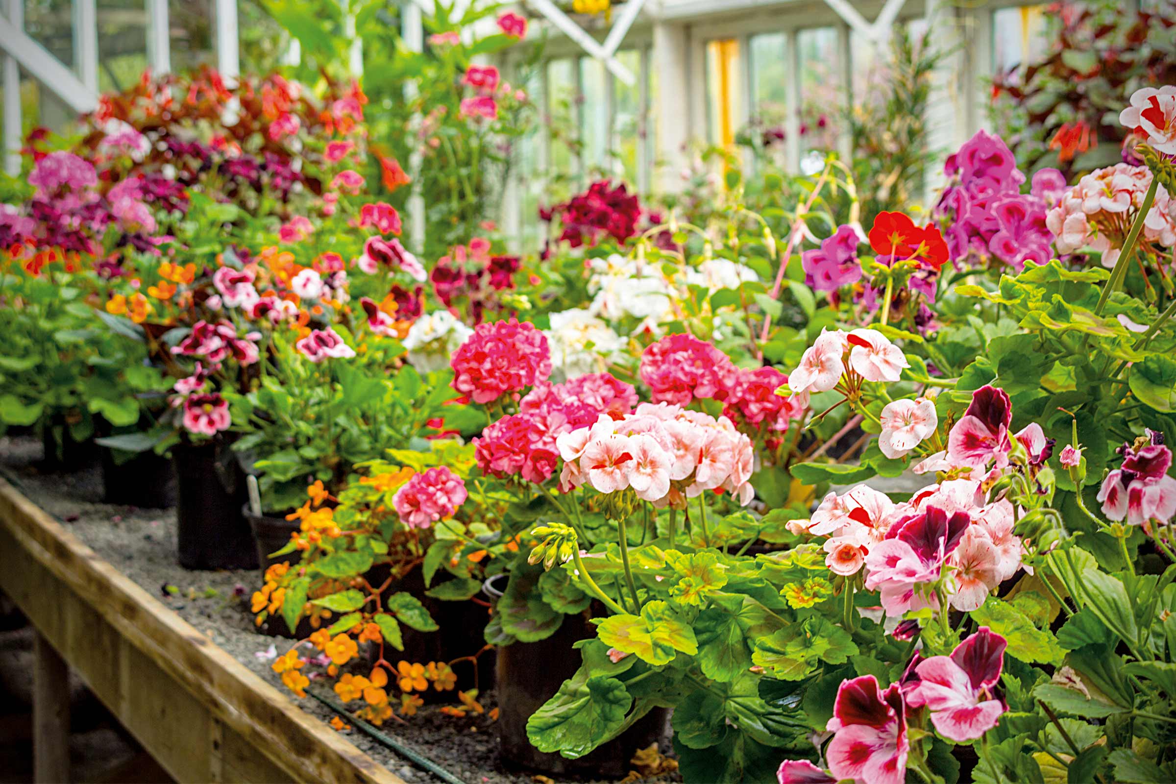 Blumenvielfalt in einem Gewächshaus mit Geranien, Begonien und weiteren Blühpflanzen auf einem Tisch