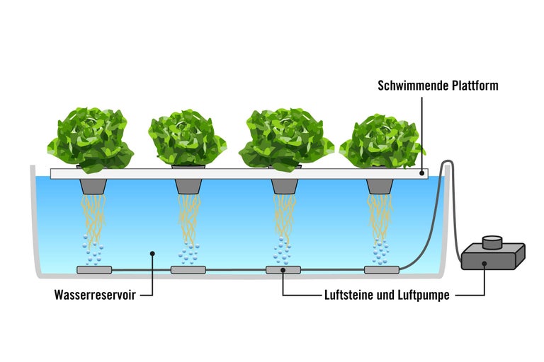 Illustration eines Hydrokultursystems mit schwimmender Plattform, Wasserreservoir, Luftsteinen und Luftpumpe zur Aufzucht von Salat