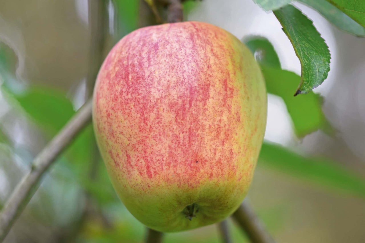 Apfel am Baum