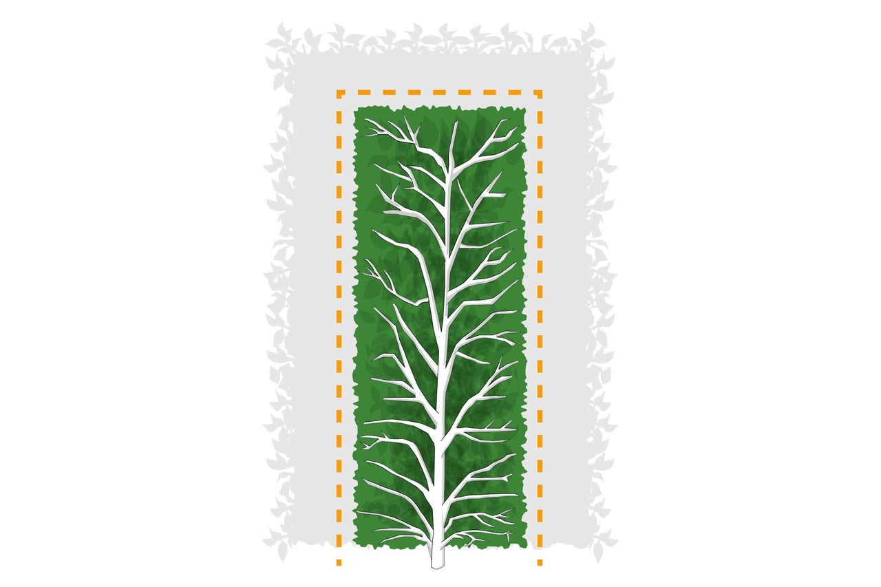 Illustration zum Heckenschnitt mit Darstellung der inneren Aststruktur und der gewünschten rechteckigen Form.