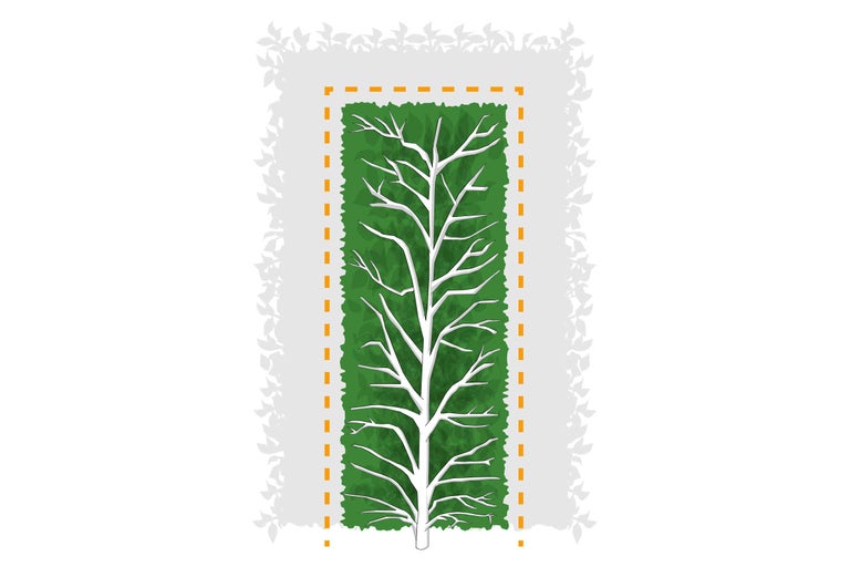 Illustration zum Heckenschnitt mit Darstellung der inneren Aststruktur und der gewünschten rechteckigen Form.