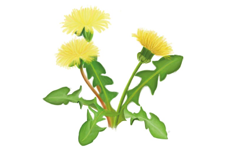 Illustration von Löwenzahnpflanzen mit Blüten und Blättern
