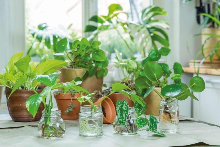 Zimmerpflanzen in Töpfen und Glasgefäßen auf einem Tisch