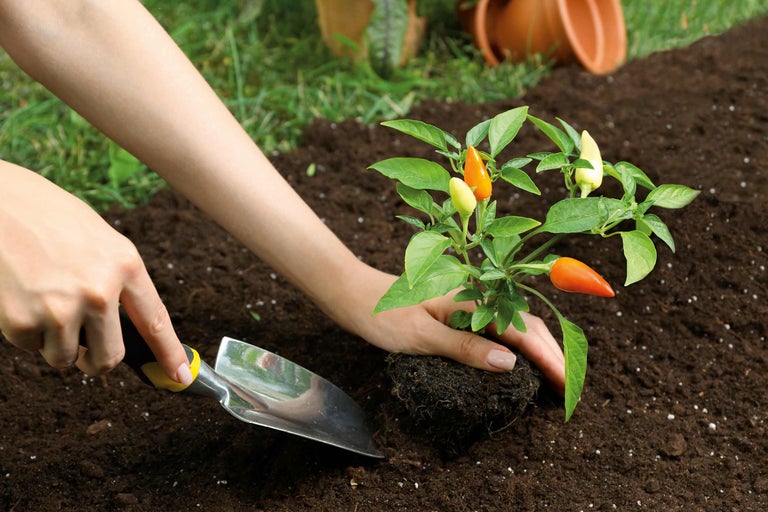 Einpflanzen einer Chili Pflanze in die Erde mit einer Pflanzschaufel