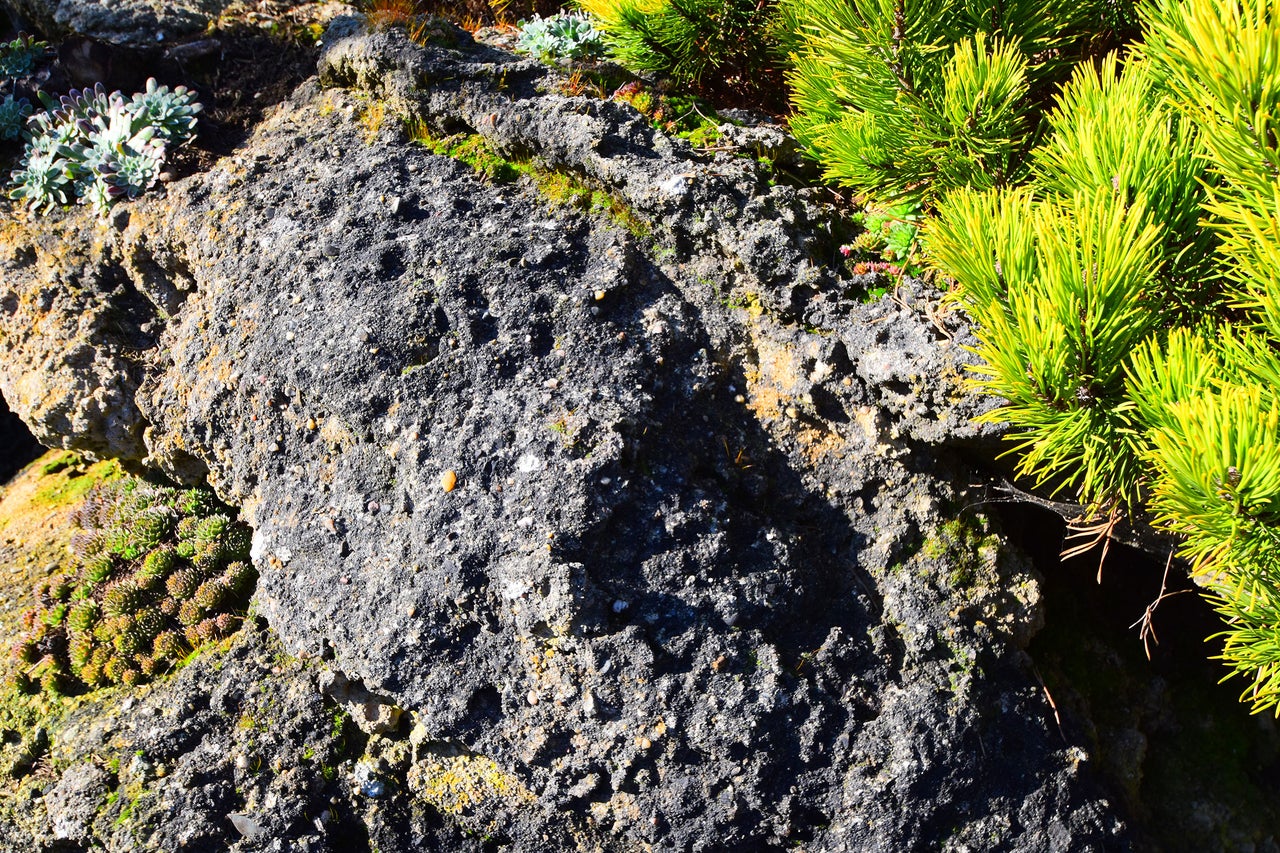 Nahaufnahme von Felsen mit Vegetation im Garten