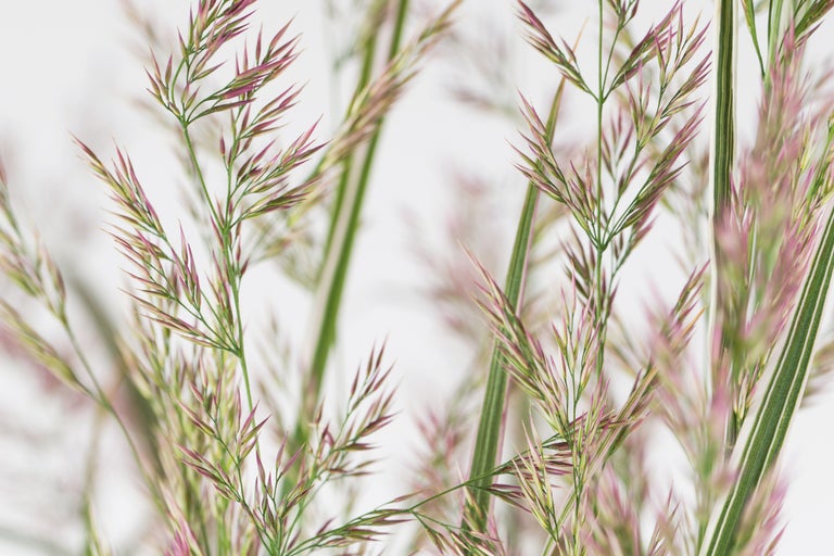 Nahaufnahme von Ziergras mit filigranen Blütenständen