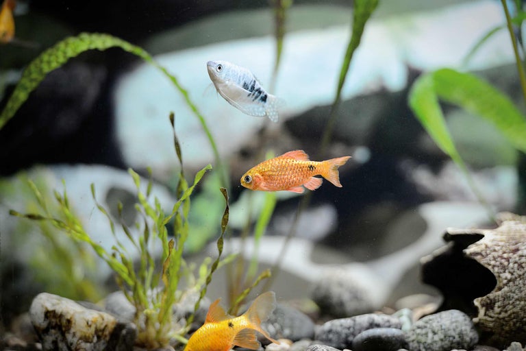 Aquarium mit Fischen und Wasserpflanzen