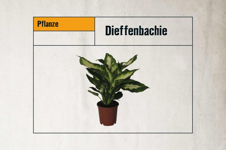 Dieffenbachie im Topf als Zimmerpflanze