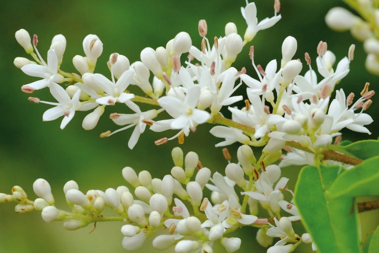 Ligusterblütenstand mit weißen Blüten