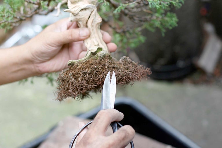 Eine Person schneidet die Wurzeln eines Bonsai-Baums mit einer Schere.