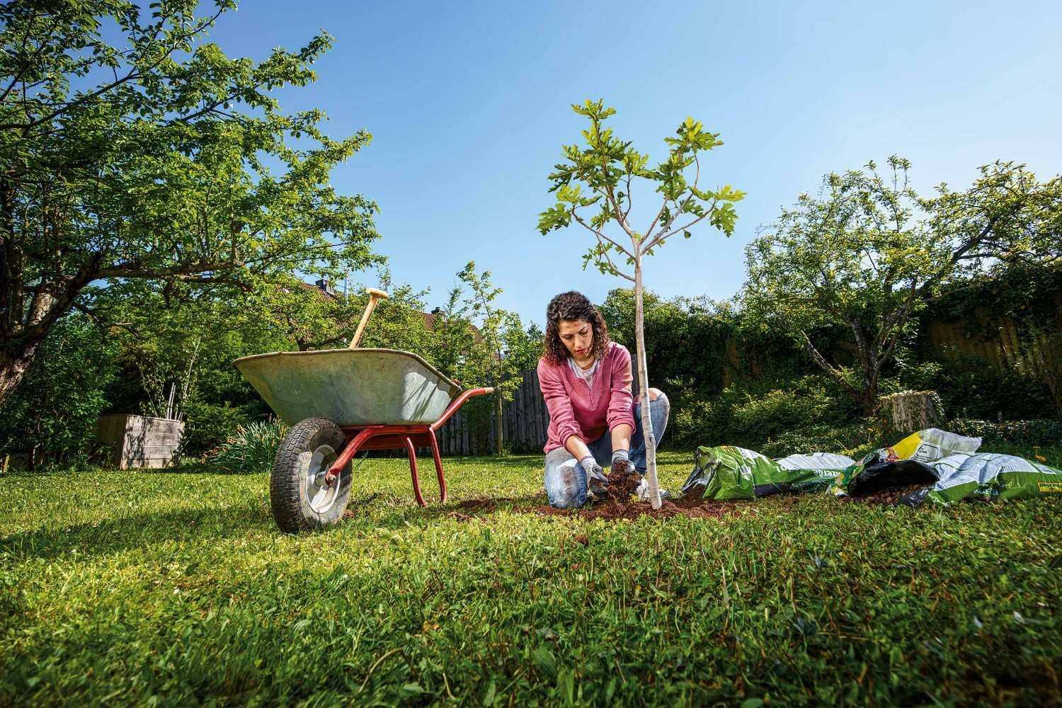 Frau pflanzt Baum im Garten mit Schubkarre und Pflanzerde