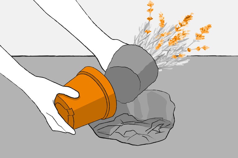 Illustration einer Lavendelpflanze, die aus einem Topf in ein Loch im Beet gesetzt wird