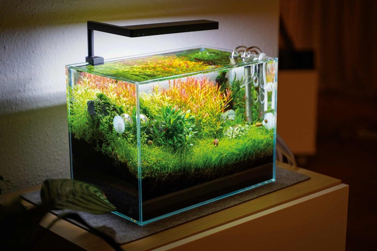 Aquarium mit Bepflanzung und Beleuchtung auf einem Tisch