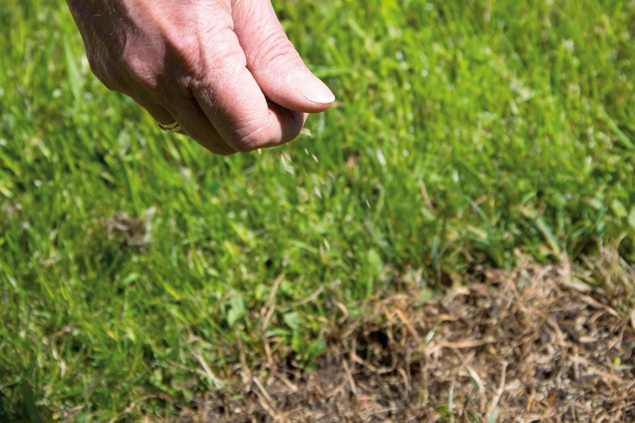 Eine Hand sät Grassamen auf eine Rasenfläche.