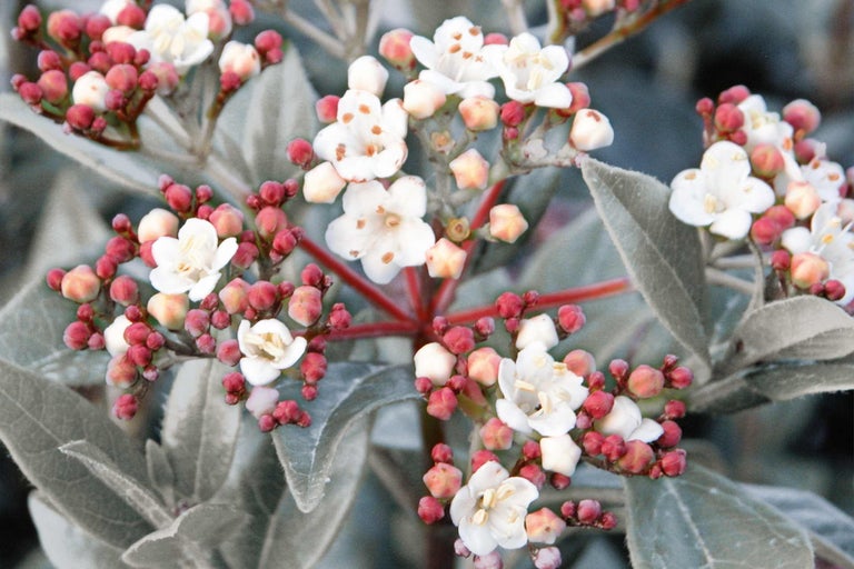 Nahaufnahme einer blühenden Sorte von Strauchspiere