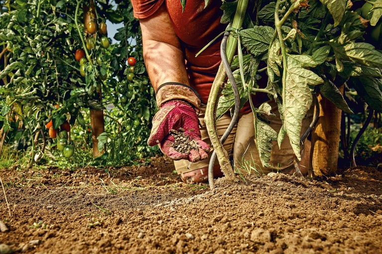 Eine Person düngt einen Tomatenstrauch im Garten.