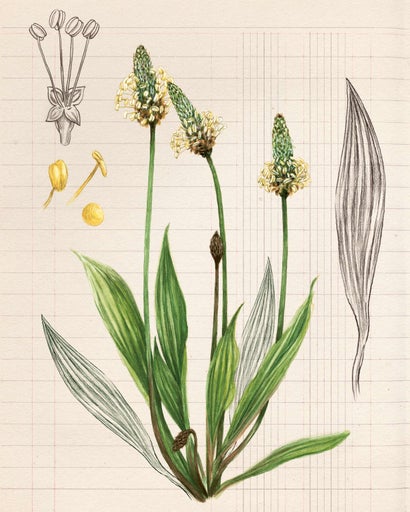 Illustration von Spitzwegerich mit Blättern und Blütenstand