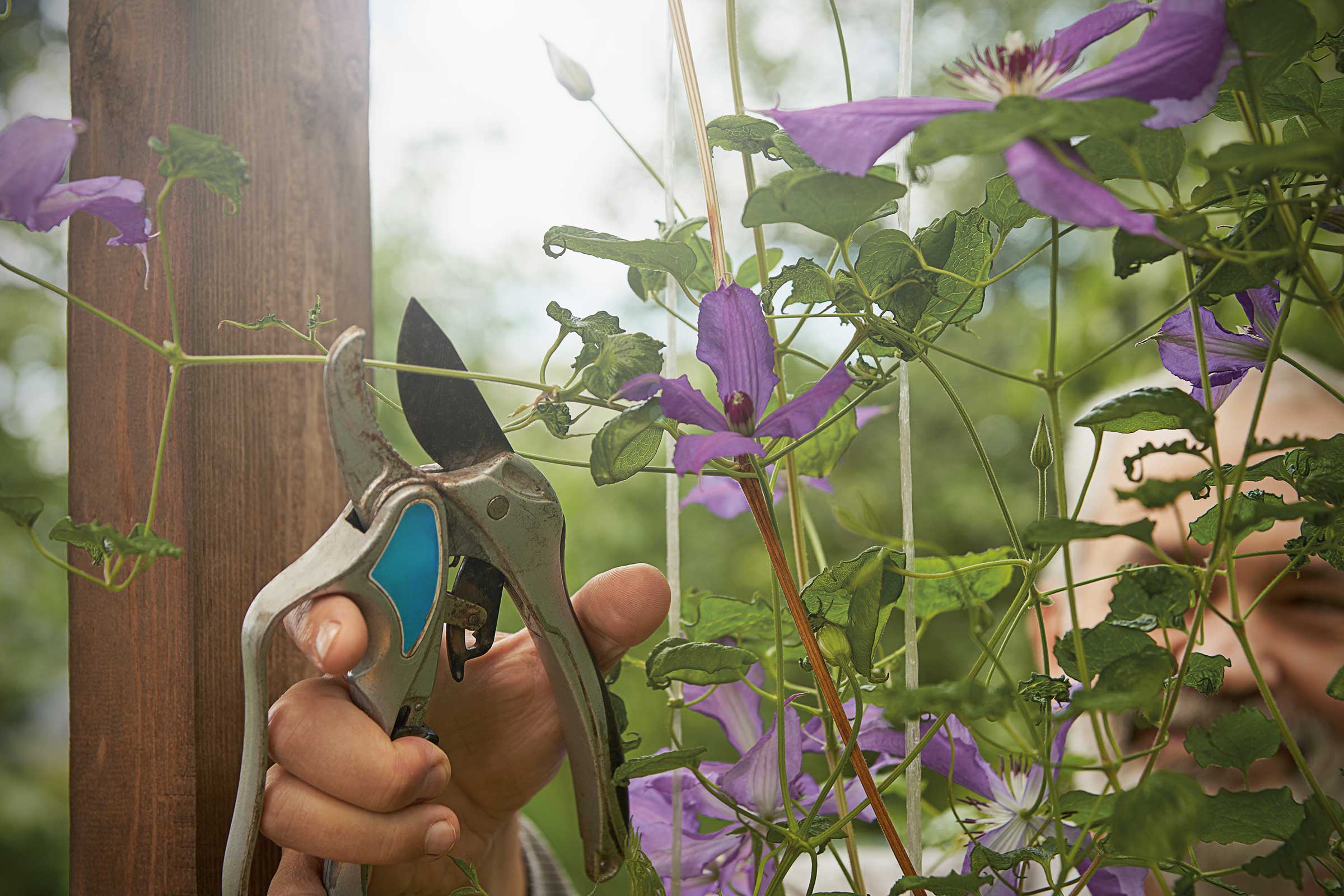 Eine Person schneidet Clematis mit einer Gartenschere