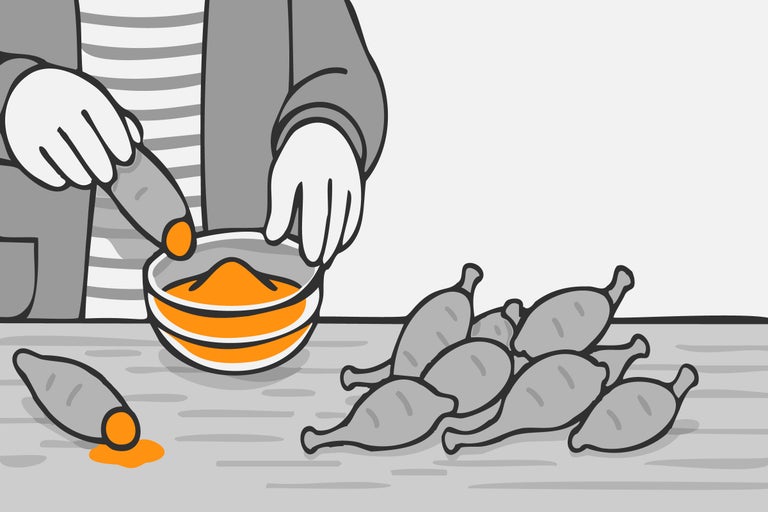 Illustration von Person, die Dahlienknollen in eine Schüssel mit Zimtpulver desinfiziert