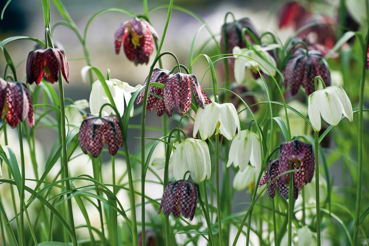 Schachblumen im Gartenbeet