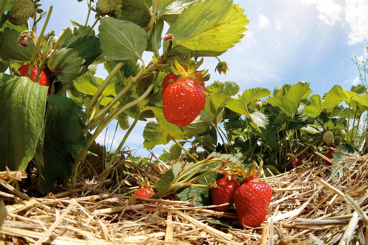 Erdbeerpflanze mit reifen Früchten im Beet