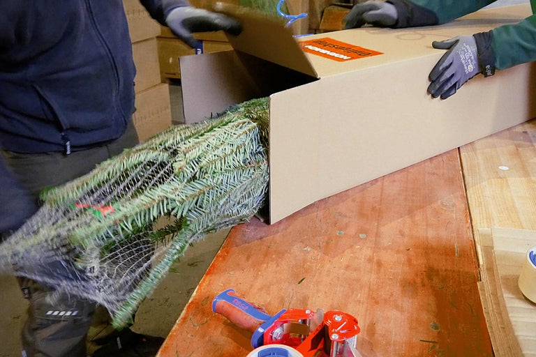 Eine Person packt einen verpackten Weihnachtsbaum in einen Karton für den Versand.