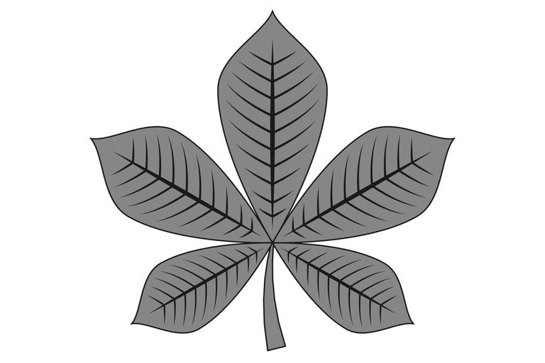Kastanienblatt Illustration