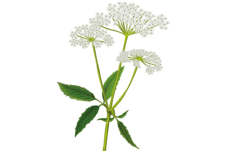 Illustration einer Wiesen-Engelwurz Pflanze