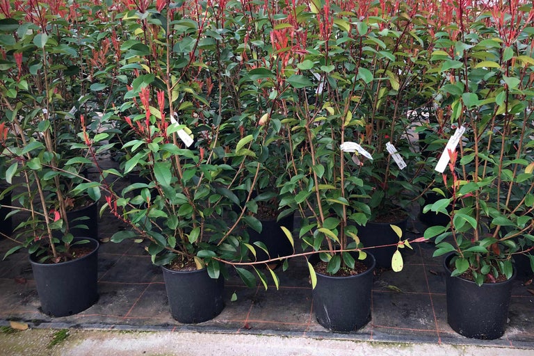 Photinia in schwarzen Töpfen in einer Baumschule.