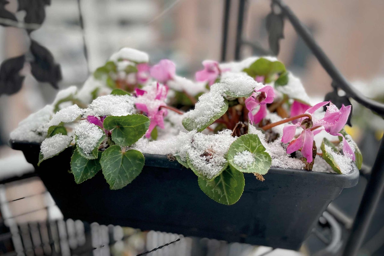 Blumenkasten mit rosa Alpenveilchen unter Schnee
