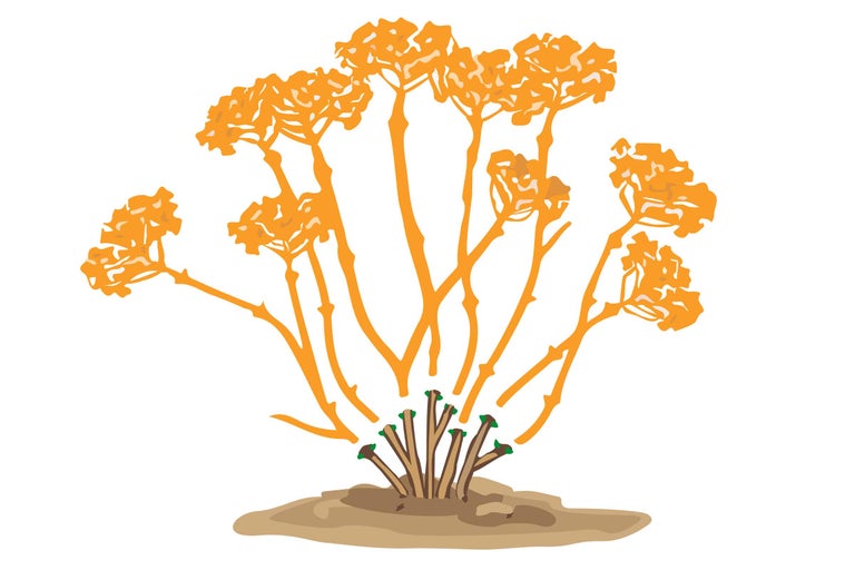 Illustration einer blühenden Hortensie mit Schnittmarkierungen am Ende der Blütenstängel