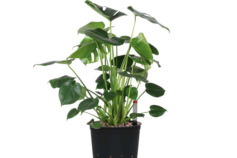 Monstera Zimmerpflanze im Topf