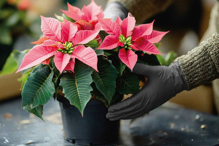 Weihnachtsstern in einem Topf, gehalten von einer Person mit Handschuhen.