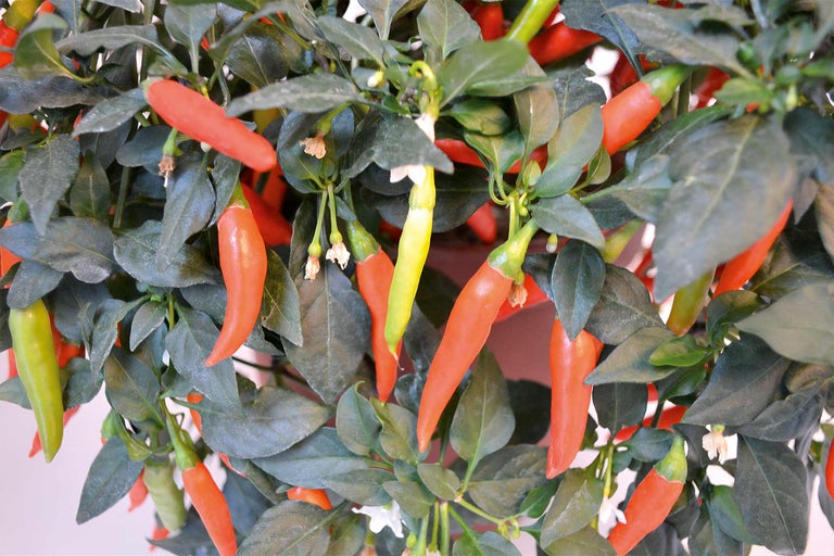 Chilipflanze mit roten und grünen Chilis