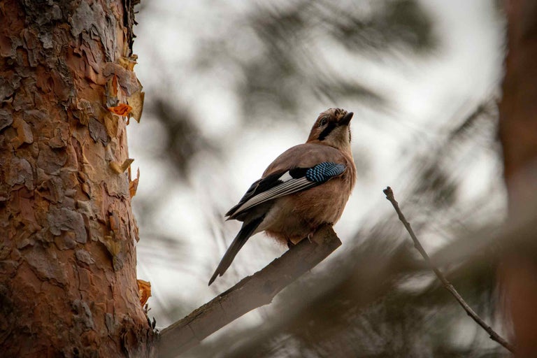 Eichelhäher sitzt auf einem Ast
