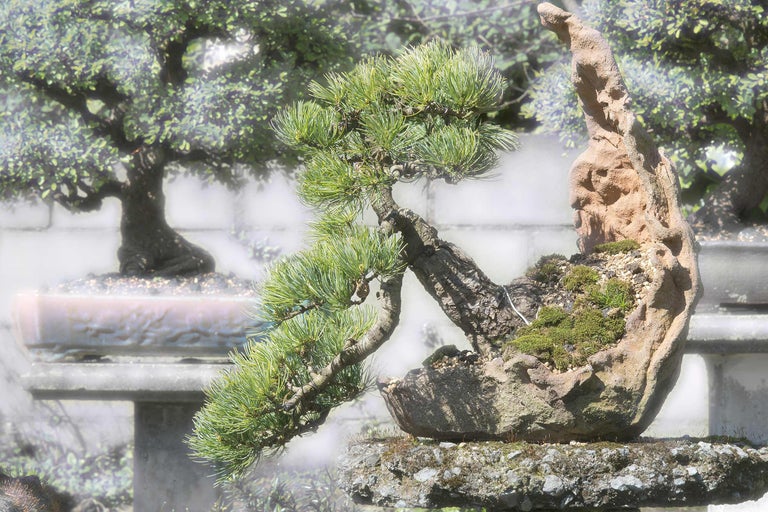 Bonsai-Baum im Topf mit Steinformation