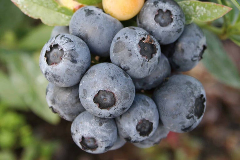 Nahaufnahme von Blaubeeren