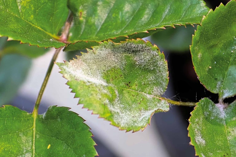 Blatt einer Pflanze mit echtem Mehltau