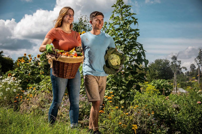 Ein Paar erntet Gemüse in einem üppigen Garten, wobei die Frau einen Korb voller Ernte und der Mann einen Kohlkopf trägt.