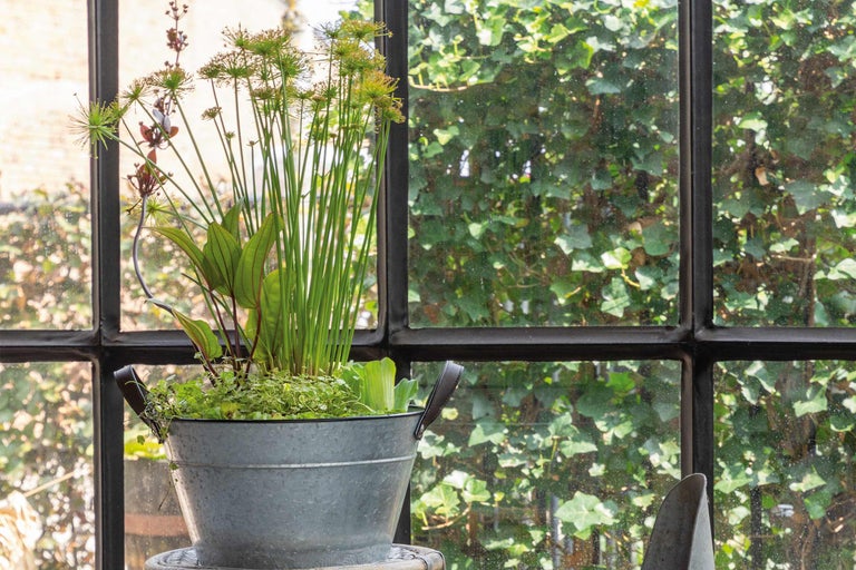 Pflanzenarrangement im Zinkeimer vor einem Fenster mit Sprossen