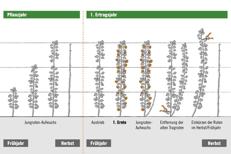 Illustration des Wachstums einer Pflanze über ein Jahr mit Ernte im ersten Ertragsjahr und Rückschnitt der Ruten im Herbst oder Frühjahr.