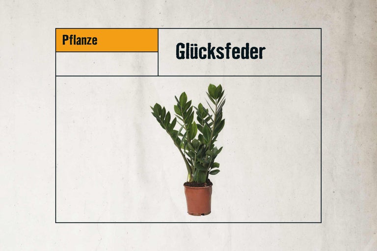 Glücksfeder Pflanze im Topf