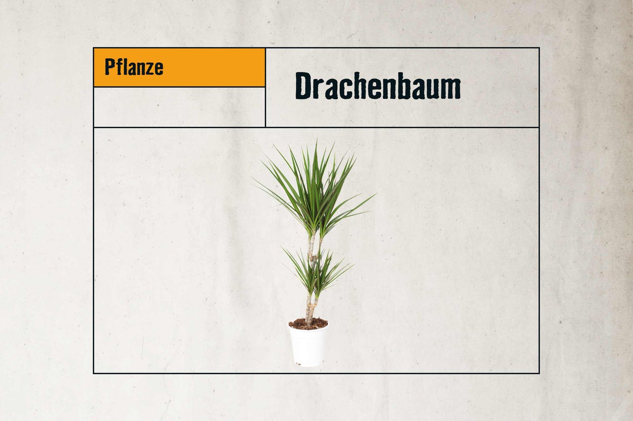 Drachenbaum im Topf