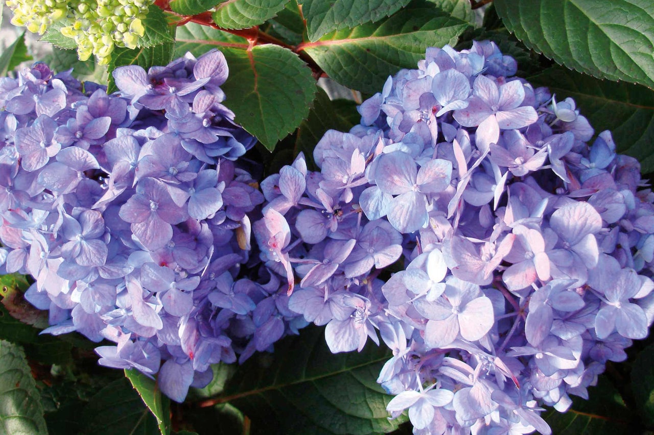 Nahaufnahme von violetten Hortensienblüten mit grünen Blättern